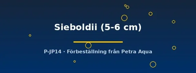 Talamancaheros Sieboldii 5–6 cm ciklid lugn