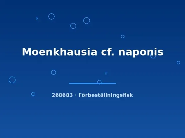 Näsets Ciklidhobby Moenkhausia cf. naponis tetra lg stimfisk