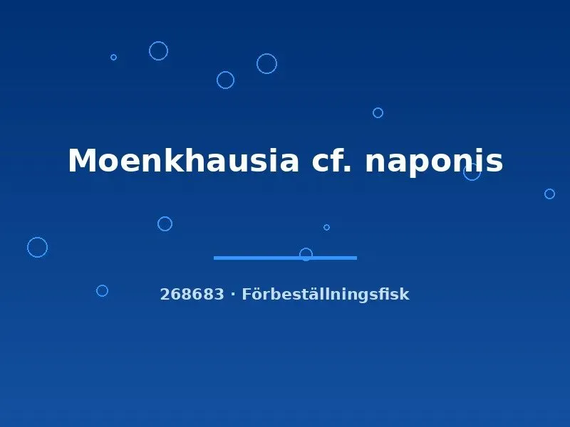 Näsets Ciklidhobby Moenkhausia cf. naponis tetra lg stimfisk