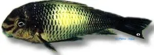 Näsets Ciklidhobby Tropheus moorii kapampa ciklid XL