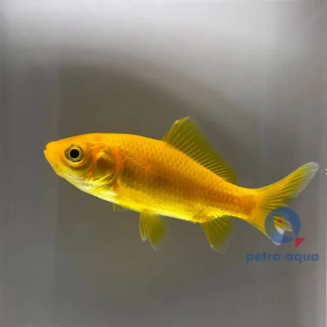 Näsets Ciklidhobby Yellow 16–18 cm guldfisk gul