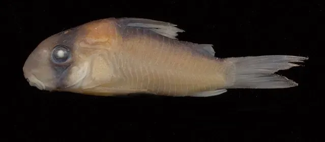 Näsets Ciklidhobby Corydoras adolfoi akvariefisk 2–2,5 cm