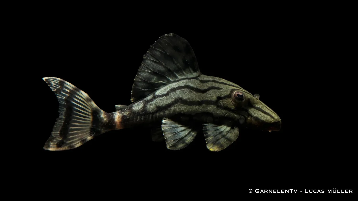 Garnelen TV L 191 Royal Plecostomus mal 30-40 cm