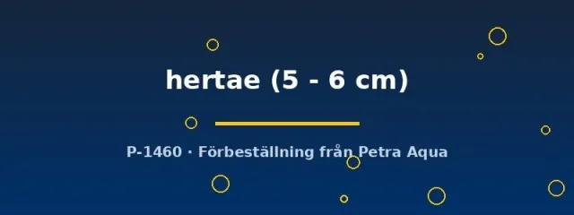 Protomelas hertae ciklid 5–6 cm