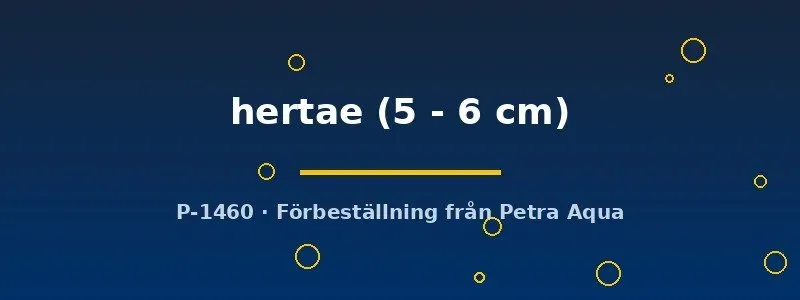 Protomelas hertae ciklid 5–6 cm