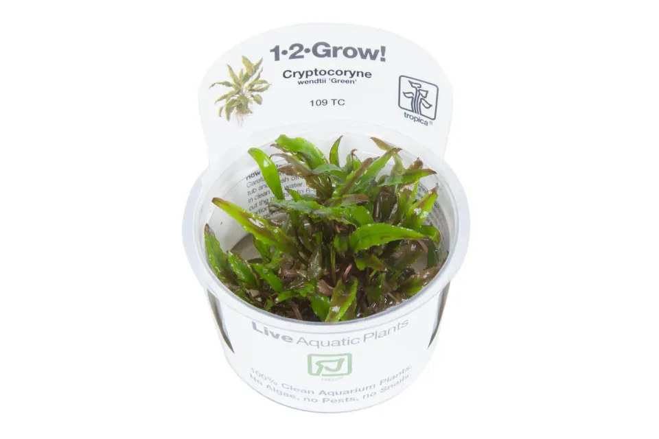 Akvarievalvet Cryptocoryne wendtii Green akvarieväxt