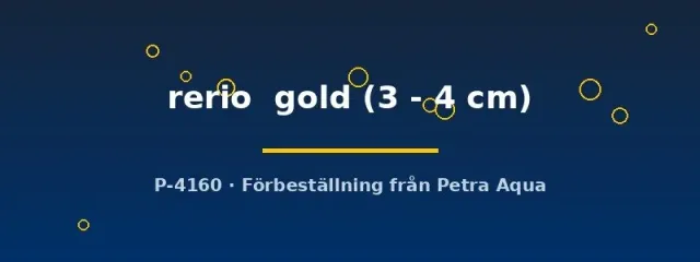 Näsets Ciklidhobby rerio gold zebrafisk fisk 3–4 cm