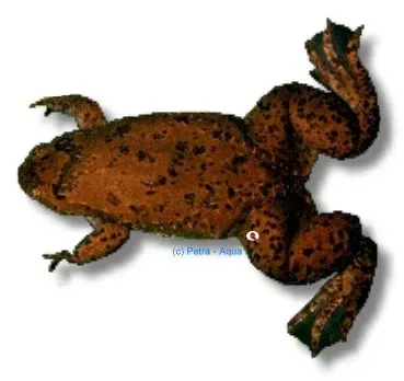 Näsets Ciklidhobby Xenopus amieti vulkangroda akvariegroda 4cm