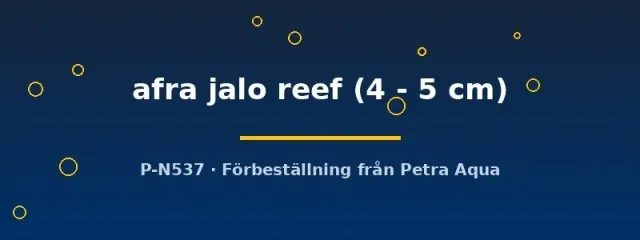 Näsets Ciklidhobby Cynotilapia afra jalo reef ciklid 4–5 cm