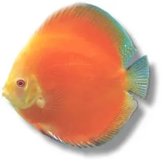 Näsets Ciklidhobby Symphysodon Red Melon XL diskus HQ