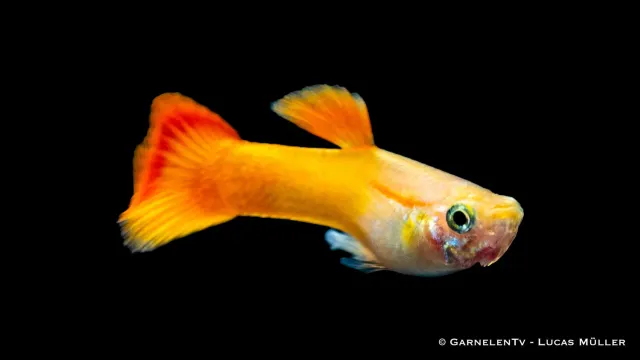 Garnelen TV Flame guppy hane 3–4 cm nybörjarfisk
