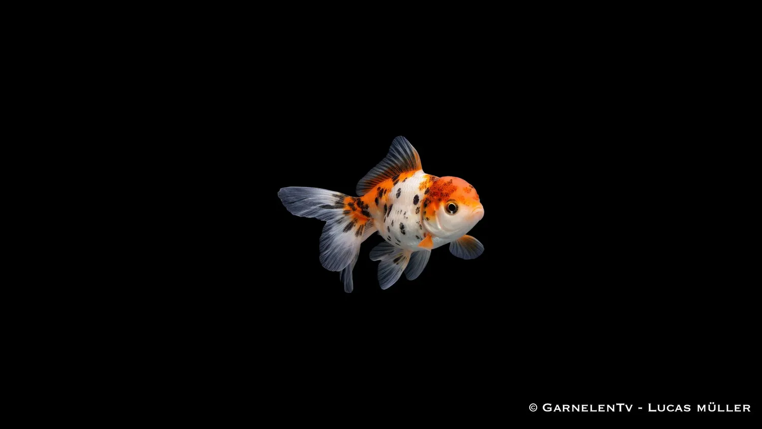 Garnelen TV Oranda Butterfly Mix guldfisk 7-8 cm