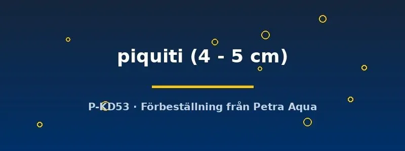 Näsets Ciklidhobby Cichla piquiti rovfisk 4–5 cm påfågelciklid
