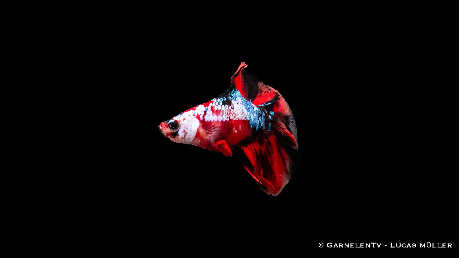 Garnelen TV Vollmond Koi kampfisk hane Betta