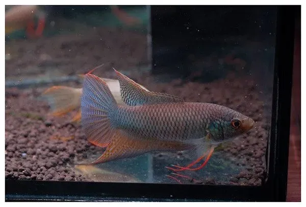 Näsets Ciklidhobby Macropodus erythropterus 4–5 cm