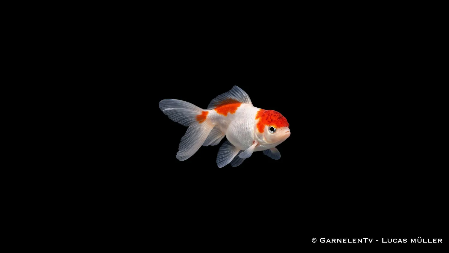 Garnelen TV Oranda Butterfly Mix guldfisk 7-8 cm