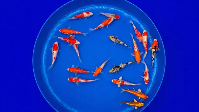 Garnelen TV Japan Koi Miyako dammfisk 11-13 cm