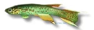 Näsets Ciklidhobby Aphyosemion australe fisk 3–4 cm green