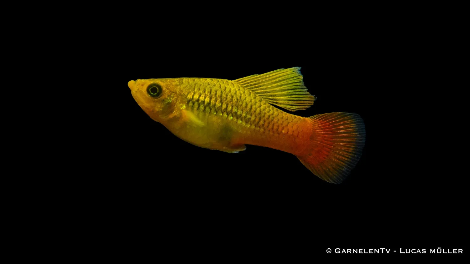 Garnelen TV Papageienplaty Xiphophorus variatus högfena