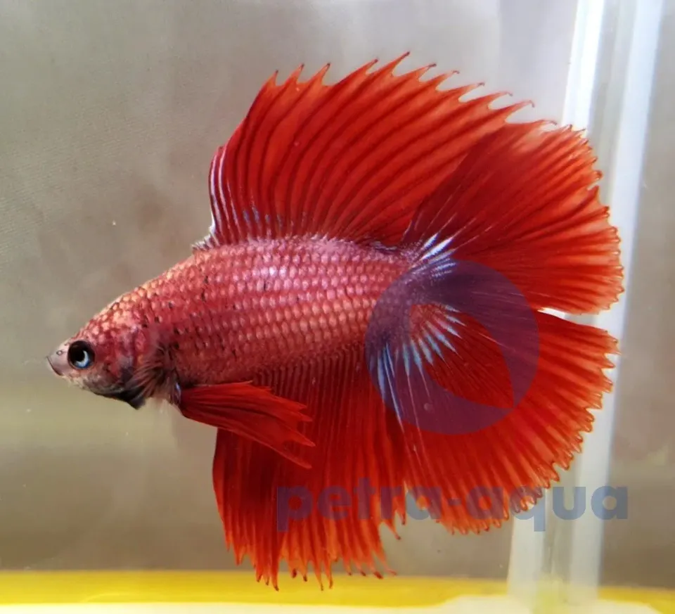 Betta splendens double tail red XL hanne kampfisk