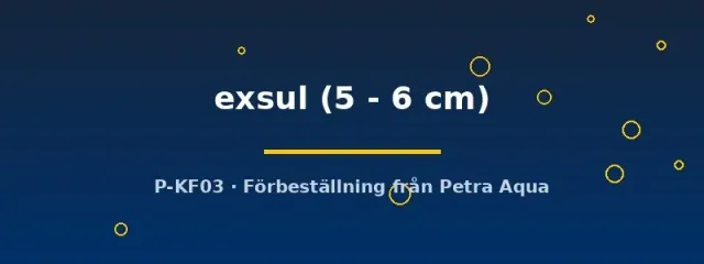 Hemichromis exsul ciklid 5–6 cm