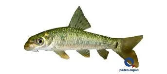 Näsets Ciklidhobby Garra gotyla algätare 3–4 cm