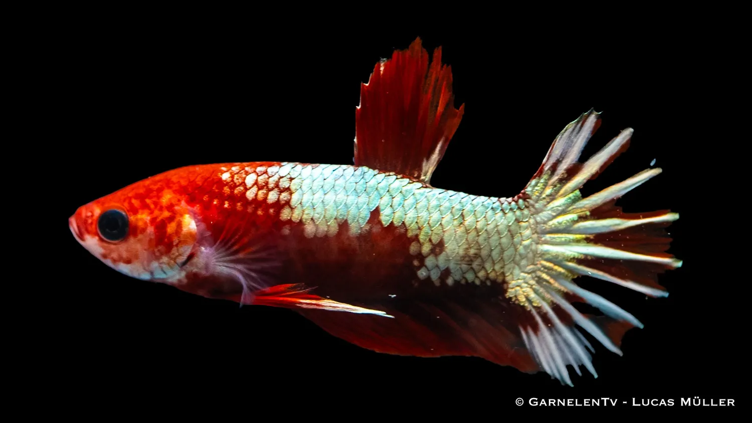 Garnelen TV Plakat Koi Hellboy kampfisk Betta splendens