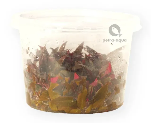 Näsets Ciklidhobby Alternanthera reinickii mini växt pot 10cm