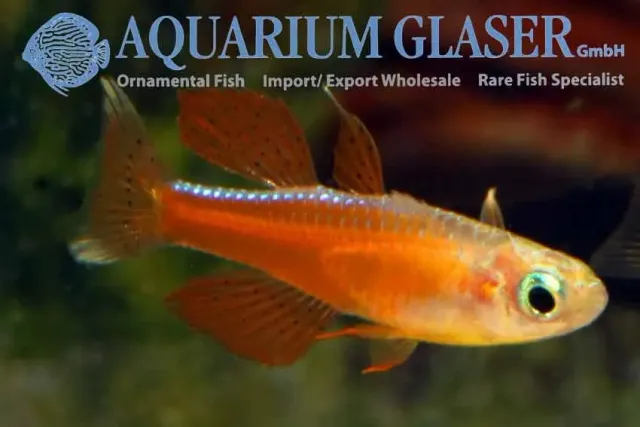Näsets Ciklidhobby Pseudomugil paskai md-lg akvariefisk förbeställning