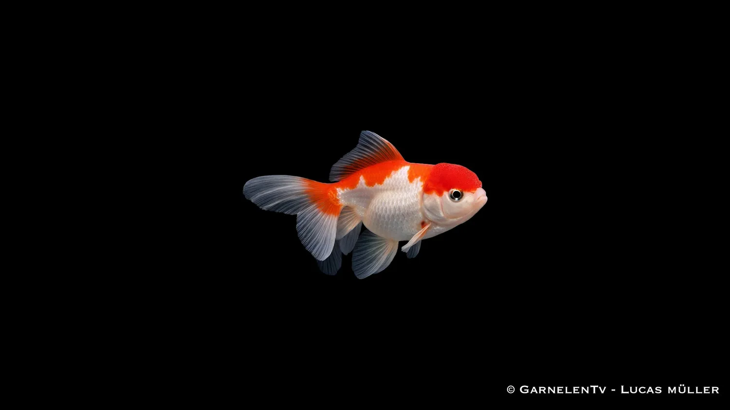 Garnelen TV Oranda Butterfly Mix guldfisk 7-8 cm
