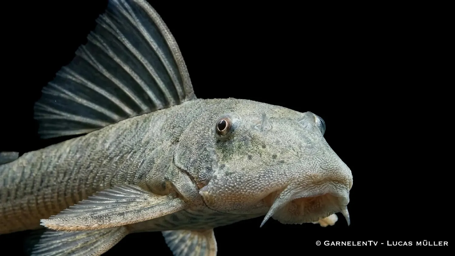 Garnelen TV Gebirgsbachwels Chaetostoma thomasi mal algätare