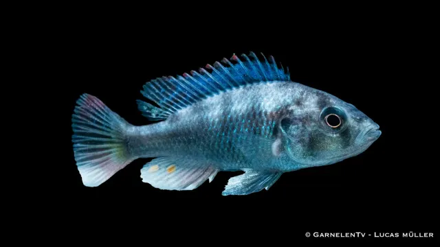 Garnelen TV Astatotilapia nubila glödkolsmunruvare ciklid