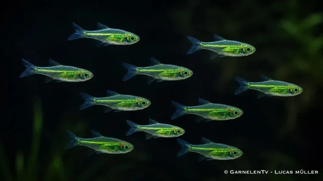 Garnelen TV Microdevario kubotai bärbling 10-pack grön