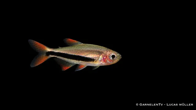 Garnelen TV black arrow tetra inpaichthys luizae stimfisk