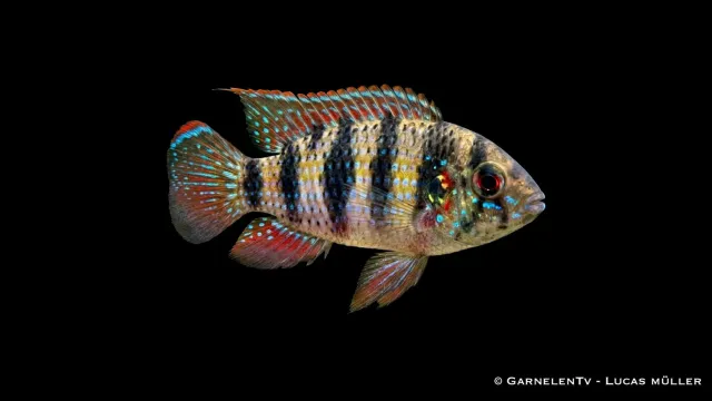 Garnelen TV Anomalochromis thomasi fjärilsciklid par
