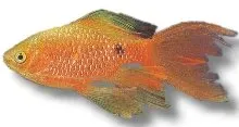 Näsets Ciklidhobby Rosy Barb Long Fin barb 3,5–5 cm slöjfenad