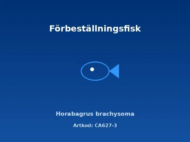 Näsets Ciklidhobby Horabagrus brachysoma akvariefisk 6–7 cm