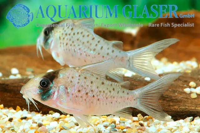 Näsets Ciklidhobby Corydoras sychri pansarmal xlg