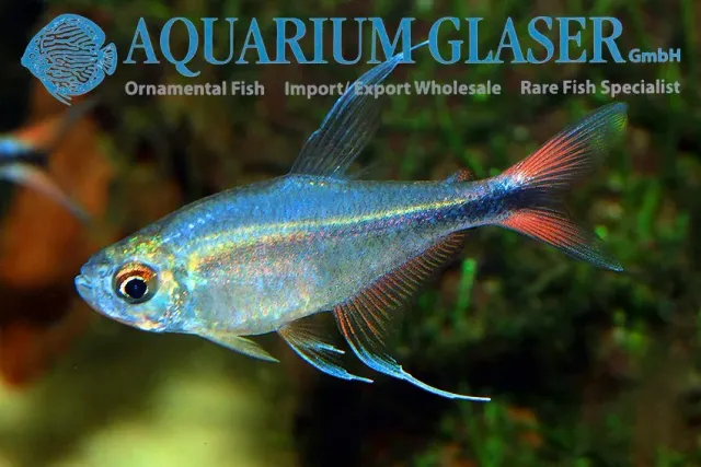 Näsets Ciklidhobby Phoenixtetra Hemigrammus filamentosus md stim