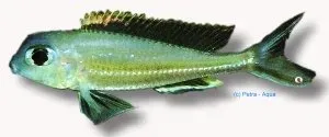Näsets Ciklidhobby Xenotilapia ornatipinis ciklid 4-5 cm
