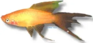 Näsets Ciklidhobby Xiphophorus helleri Mary Gold Lyra 6-8 cm