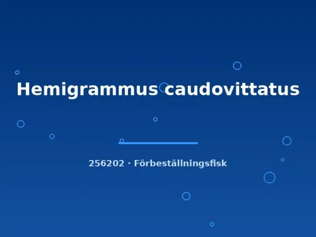 Näsets Ciklidhobby Hemigrammus caudovittatus md tetra stimfisk