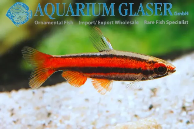 Näsets Nannostomus mortenthaleri penntetra LG–XL fisk