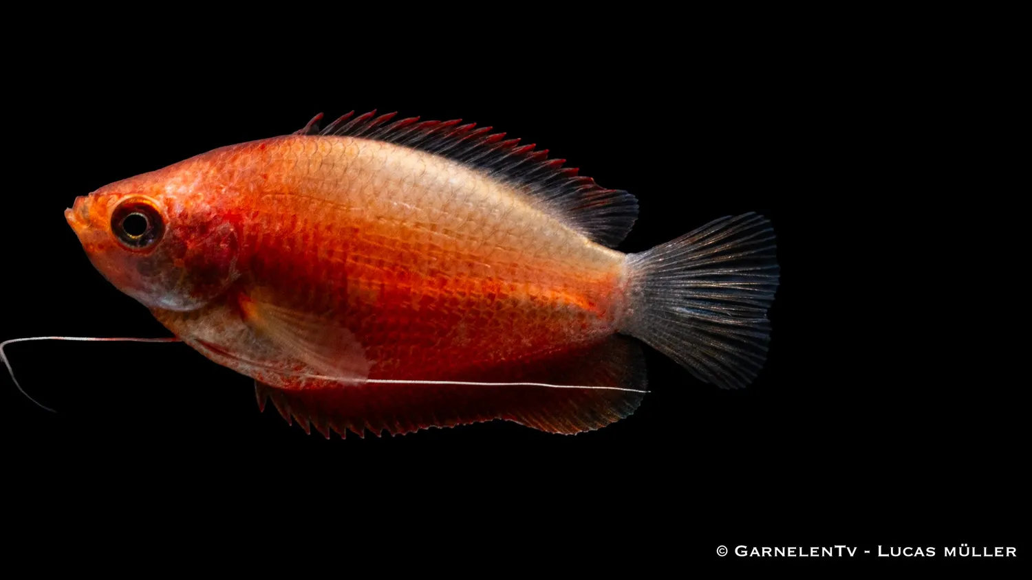 Garnelen TV Colisa labiosa röd gurami akvariefisk 8–9 cm