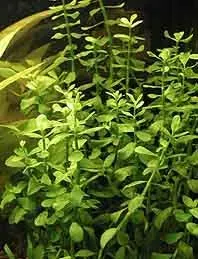 Bacopa monnieri akvarieväxt kruka