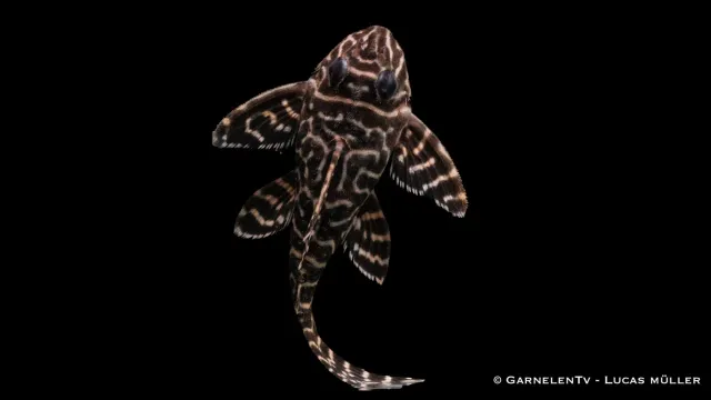 Garnelen TV L66 King Tiger mal 4-6 cm Hypancistrus