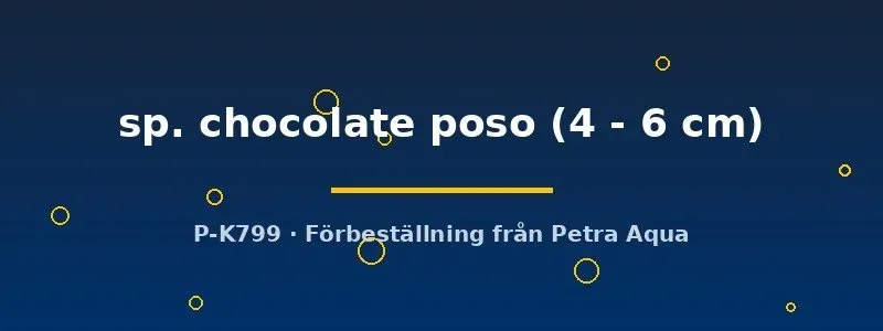 Tylomelania sp. Chocolate poso snäcka 4–6 cm