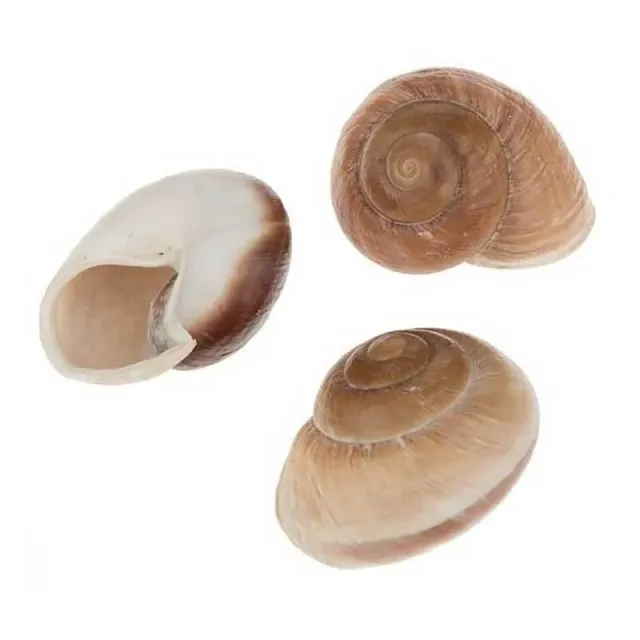 Näsets Ciklidhobby Snäckskal akvariedekor 6–8 cm