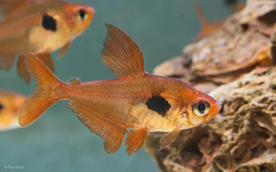 Näsets Ciklidhobby Hyphessobrycon sweglesi fantomtetra XL