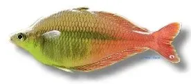 Näsets Ciklidhobby Bleheri regnbågsfisk 3–4 cm stimfisk